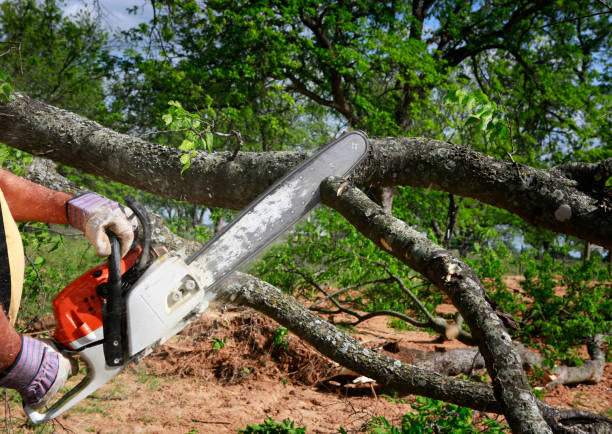 Best Tree Risk Assessment  in Atkinson, IL